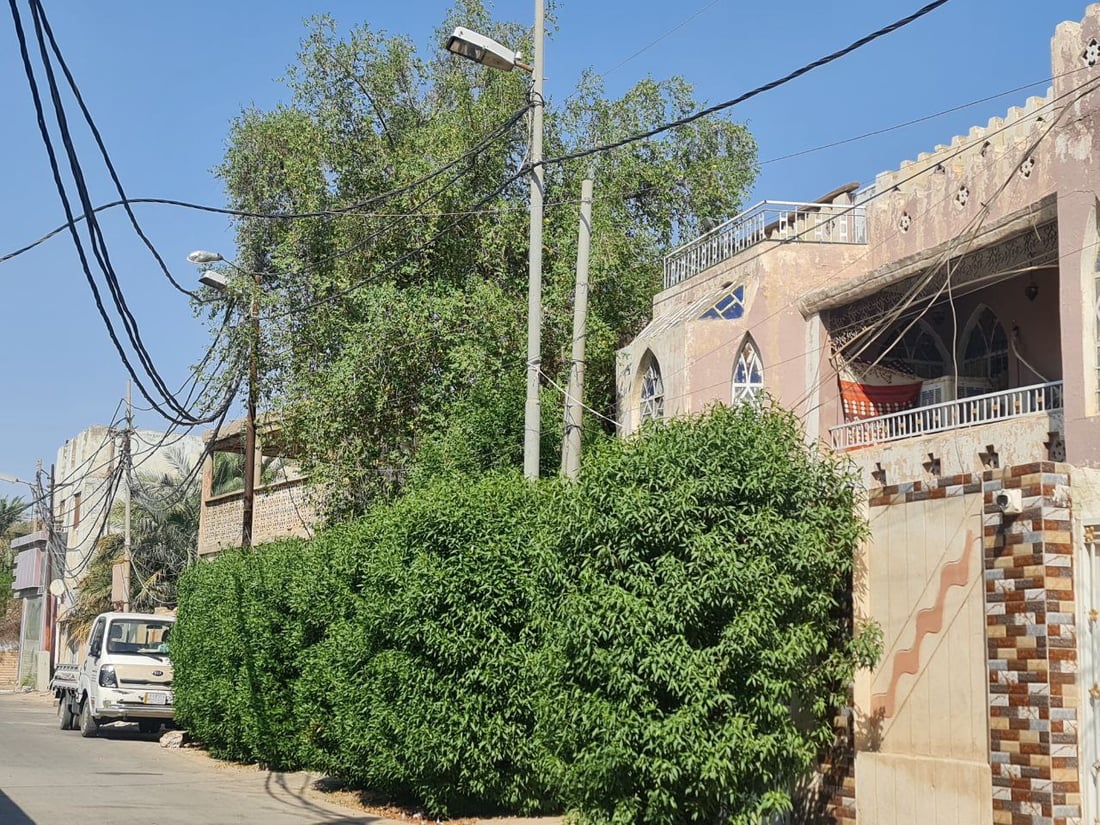 مسابقة بتنظيم البلدية.. السماوة توزع شتلات الورد على المنازل مجاناً