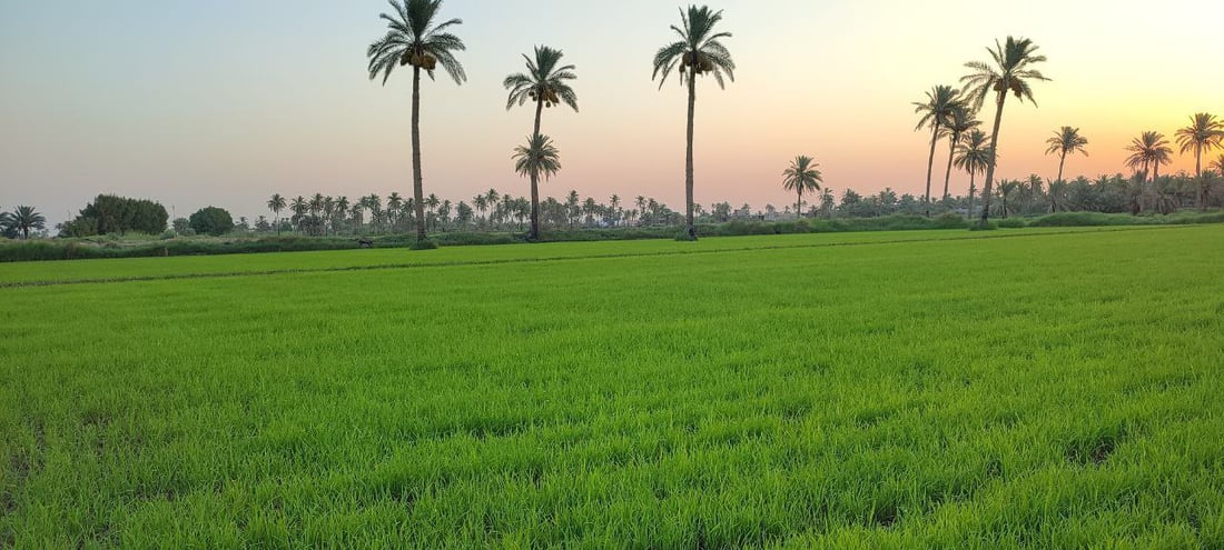 الحكومة سمحت لبابل بزراعة الشلب.. أثبتوا أن لديهم طرق ري حديثة!