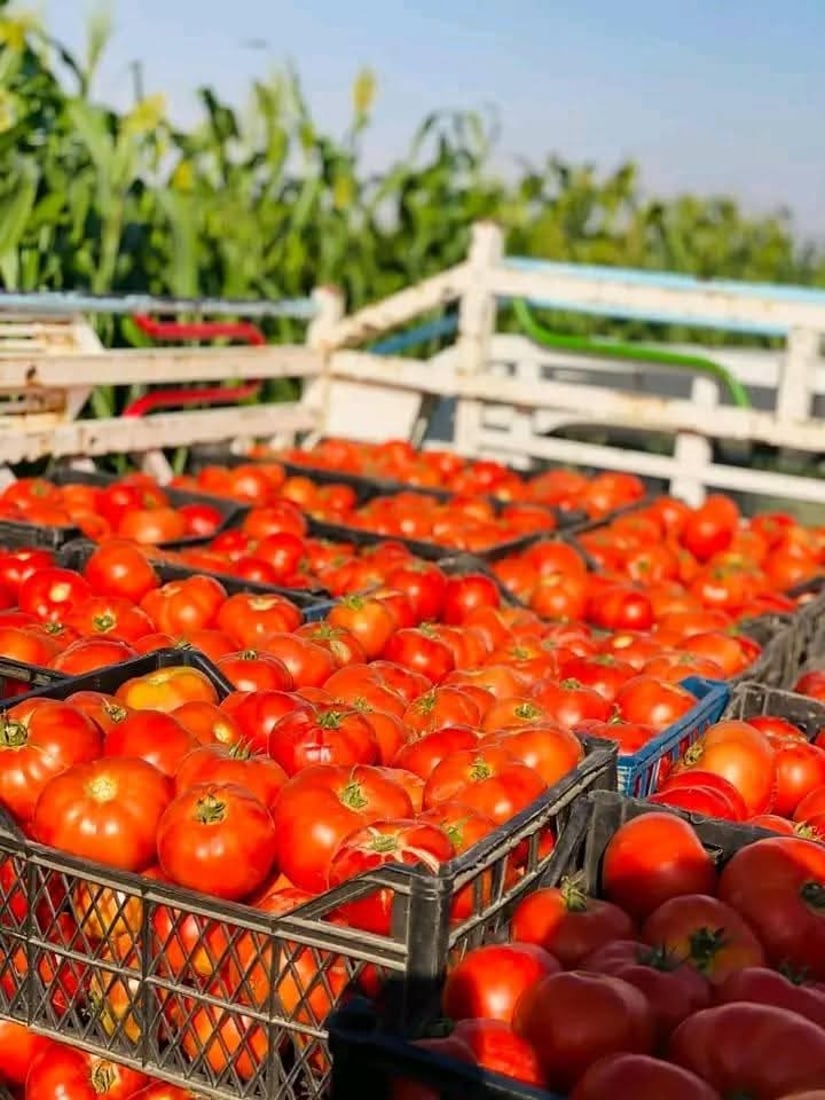 “طماطة نورة” تقفز من 4 آلاف إلى 22 ألفاً.. ربيعة تعوض خسائرها