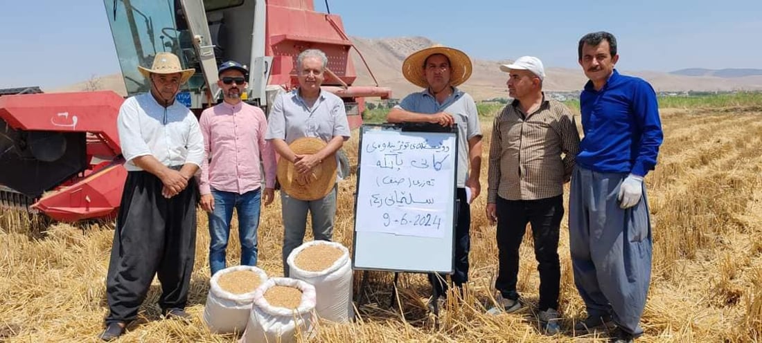 السليمانية تبتكر نوعين من الحنطة وبغداد تصدق ذلك.. مقاومة للجفاف والرطوبة أيضاً