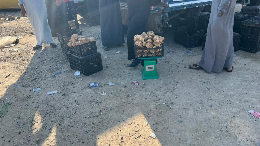 صور: الكمأ السوري في الأنبار.. طعمه لذيذ وأرخص من العراقي بـ 5 آلاف