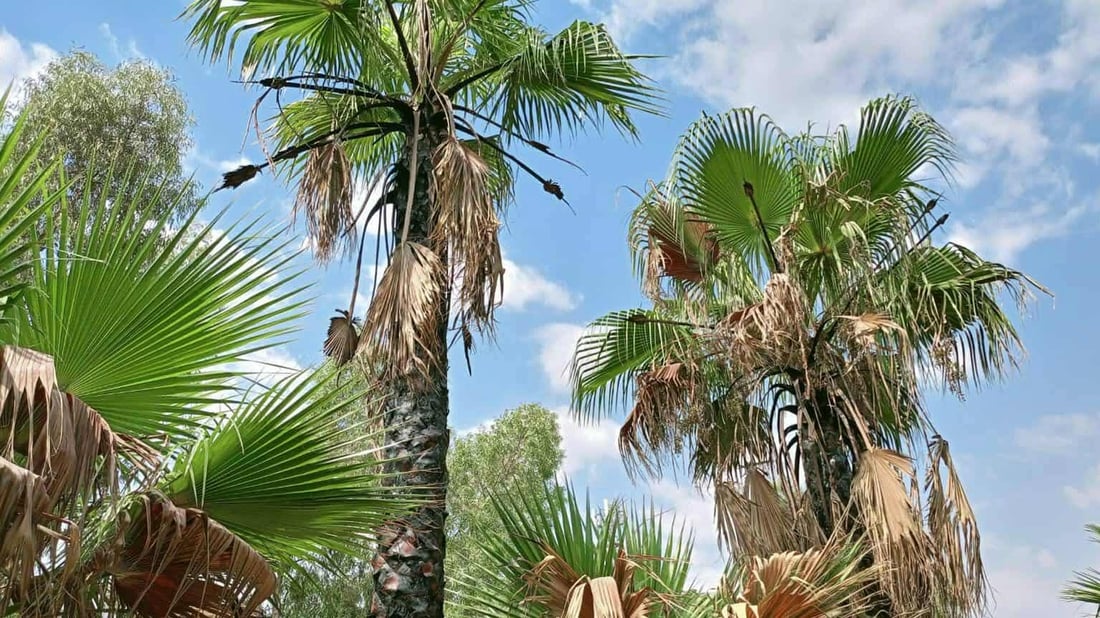 رێكخراوێكی ژینگه‌یی: چه‌ند درەختێكى واشنتۆنیا له‌ ناو ناحیه‌ى ته‌كیه‌ شێوێندراون