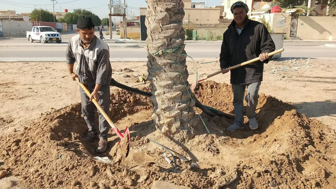 Umm Qasr launches palm tree care campaign