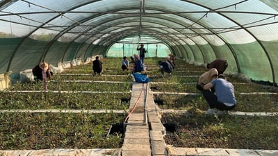 رێکخراوێک دەیەوێت ساڵانە ملیۆنێک دار بەڕوو بچێنێت