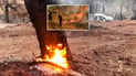 سووتاندنى دارستانه‌كانى زاویته‌ پارێزگار و لایه‌نه‌ په‌یوه‌ندیداره‌كانى دهۆكى هێنایه‌ سه‌رخه‌ت