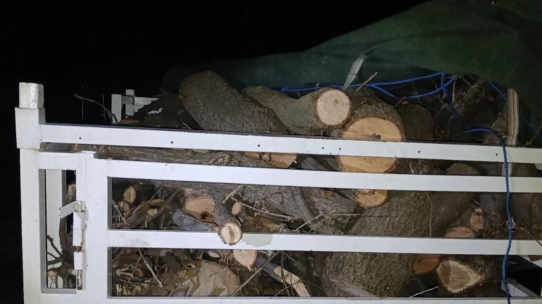 Three individuals arrested for illegal logging in Sulaymaniyah