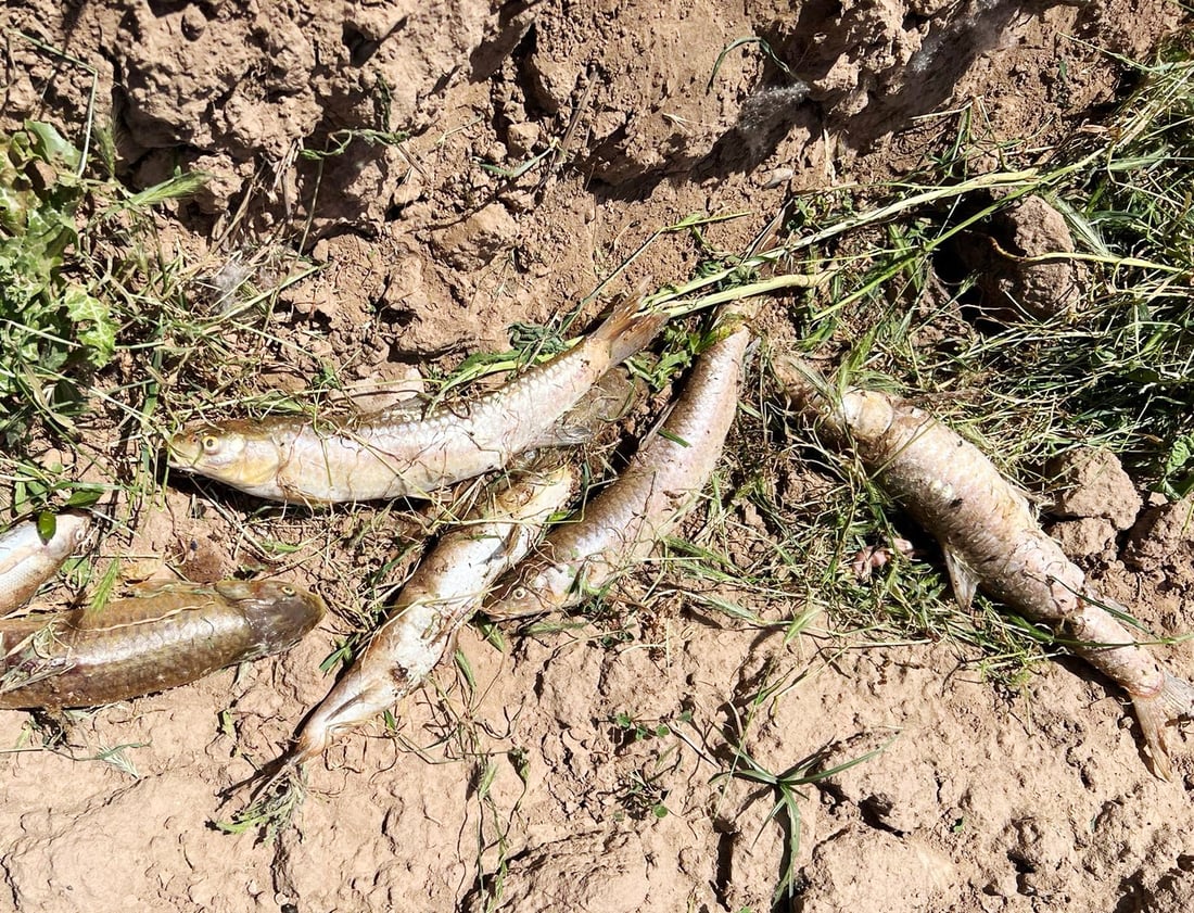 سه‌دان ماسی له‌ سنوورى چه‌مچه‌ماڵ مردار بوونه‌ته‌وه‌