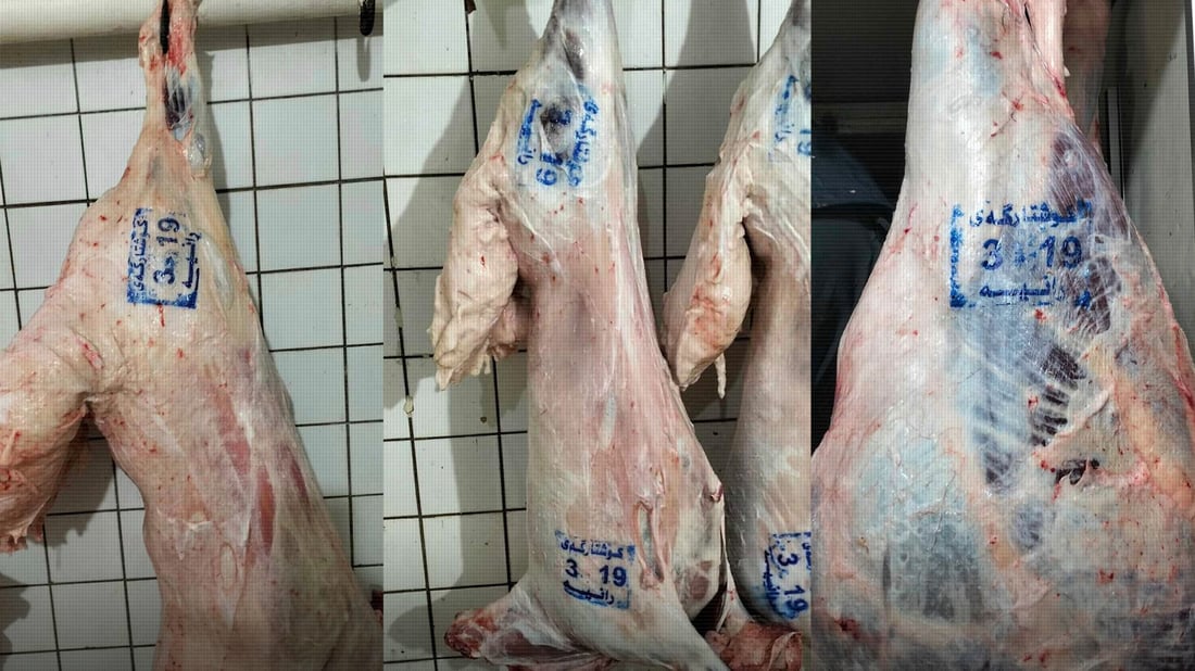 ڤێتێرنەری راپەڕین: رۆژانە 25 سەر ئاژەڵ بۆ سەربڕین دەپشکنین