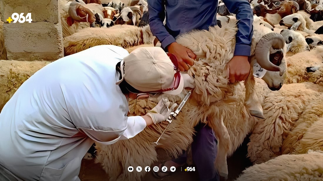 دەرزی دژە نەخۆشی لە ئاژەڵ و پەلەوەرەکانی خورماتوو دەدرێت