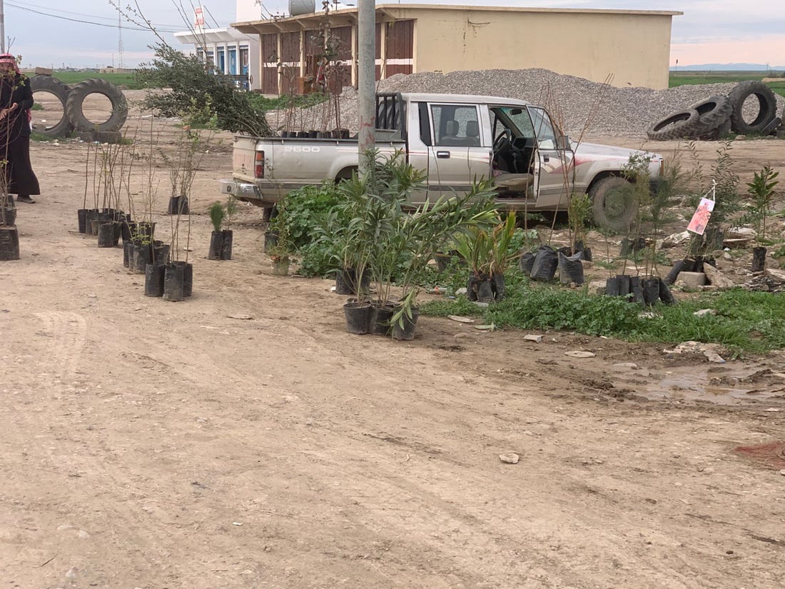 ميتسوبيشي ثامر طه تتجول بين بيوت ربيعة مع أشجار السفرجل والزيتون والحمضيات (صور)