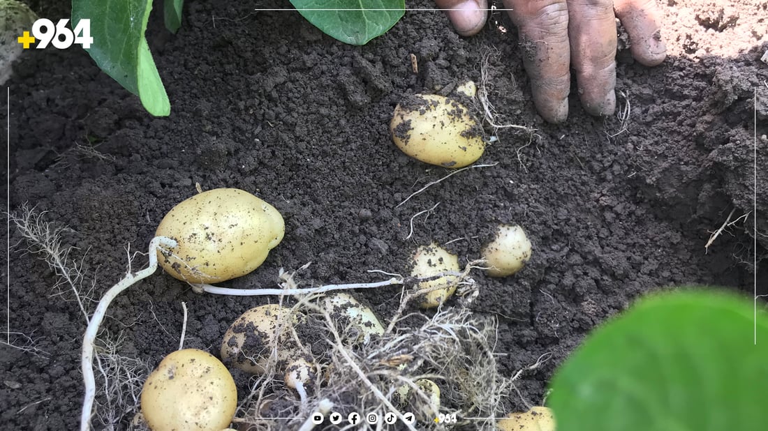 پەتاتە ئۆتۆمبێل بە جوتیارێک دەفرۆشێت