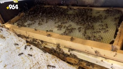 Iranian ‘Qandeel’ honey falsely sold as local product in Erbil