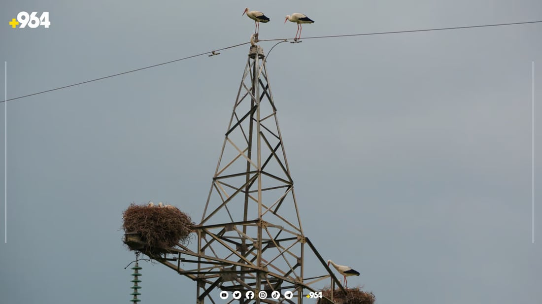 صور من السليمانية: اللقلق يبنى الأعشاش على أبراج الكهرباء.. سيهاجر بعد 8 شهور