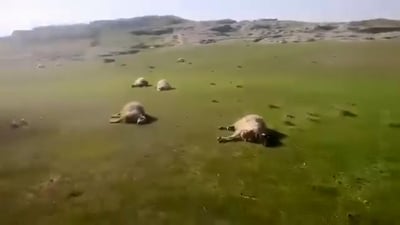 دیمه‌نى ئه‌و كێڵگه‌ مینه‌ى به‌ شوان و مه‌ڕه‌كانى گوندى عه‌لى میر ته‌قییه‌وه‌