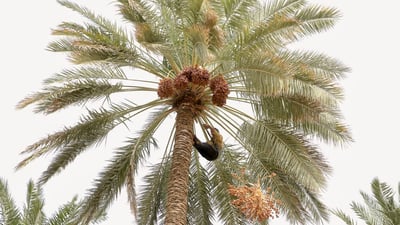 سوەیرە؛ پایتەختى خورماى عێراق