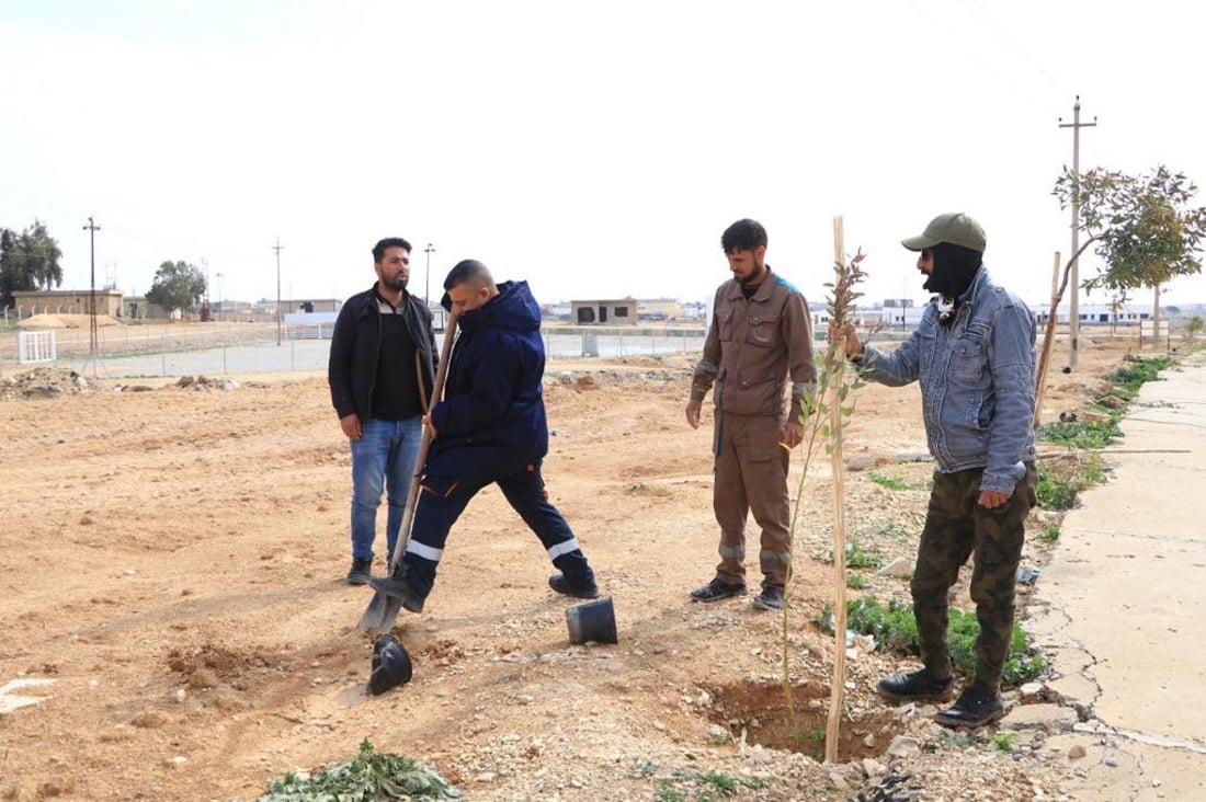 سنجار تزرع 200 شجرة أوكالبتوس.. من حي “روژهلات” إلى “تل القصب”
