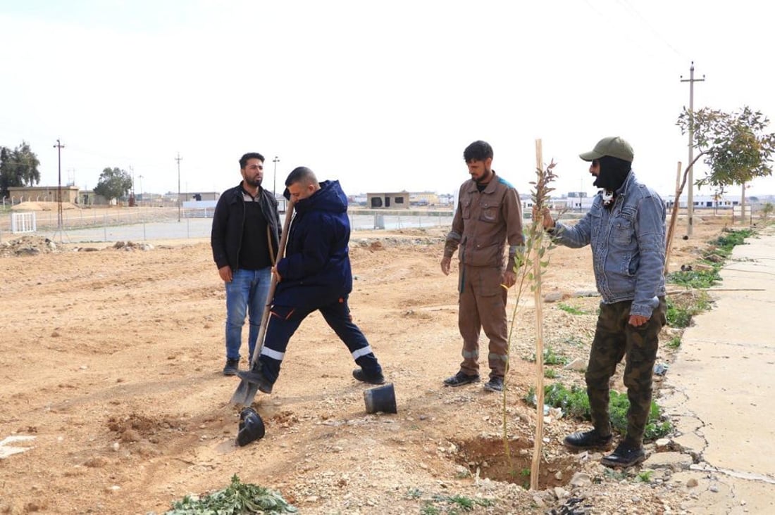 سنجار تزرع 200 شجرة أوكالبتوس.. من حي “روژهلات” إلى “تل القصب”