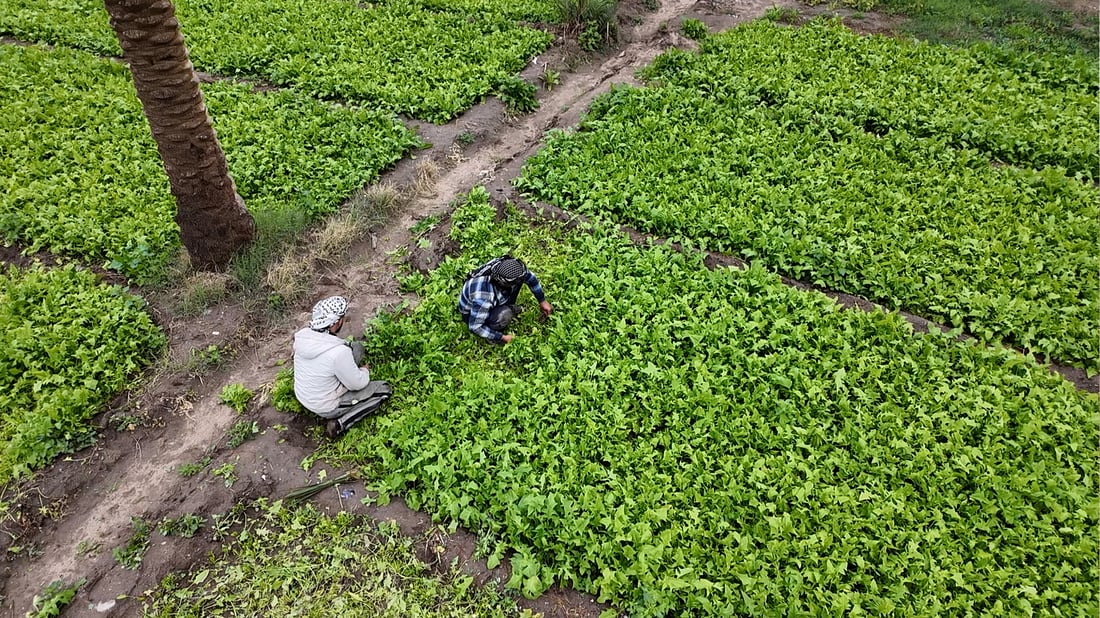 مظهر صالح يدعو إلى “ثورة خضراء” عبر استصلاح 5 ملايين دونم متصحرة