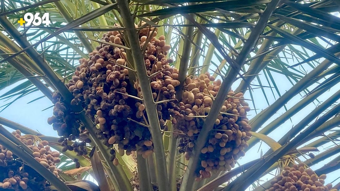 صور: گصاص النخيل بدأ في البصرة.. الخضراوي جاهز والبرحي ينضج في تشرين الأول