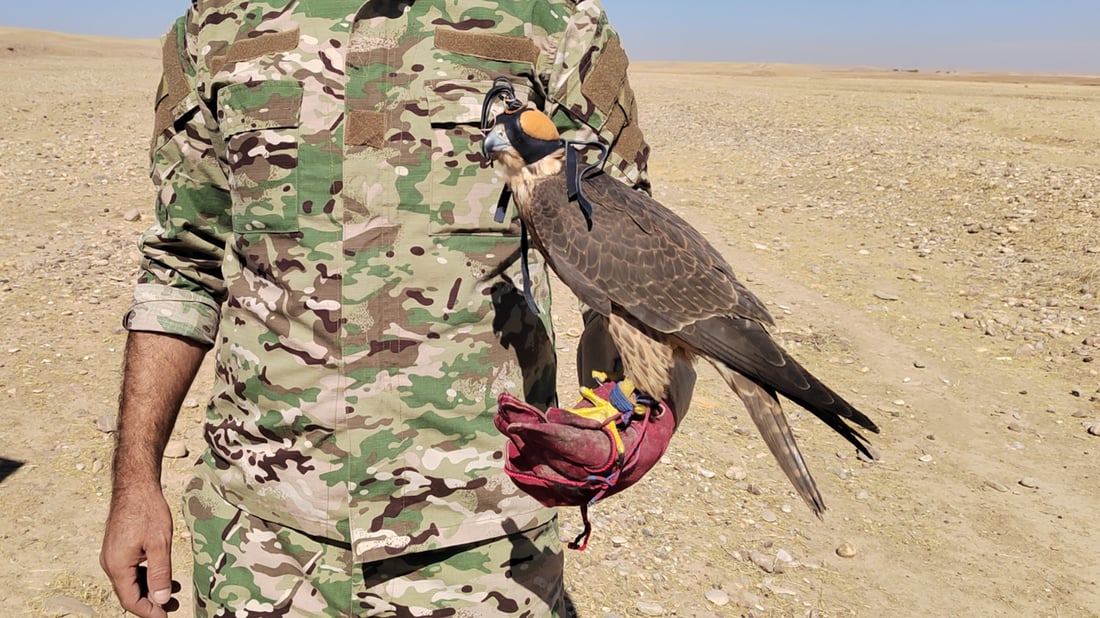 ئەو کەسانەی باڵندە شاھینەکەیان راو کردبوو بە کەفالەت ئازادکران