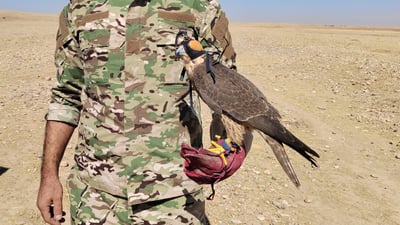 ئەو کەسانەی باڵندە شاھینەکەیان راو کردبوو بە کەفالەت ئازادکران