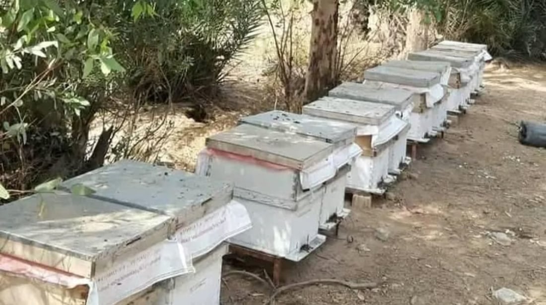 Karbala agriculture directorate facing honey production challenges