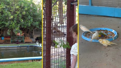 Al-Qaim farm offers families a natural retreat with animals, birds, and crops