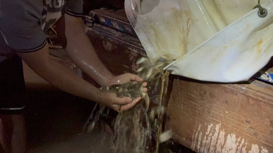 چوار هەزار پەنجە ماسی کرایە بەنداوی ئەڵوەنەوە