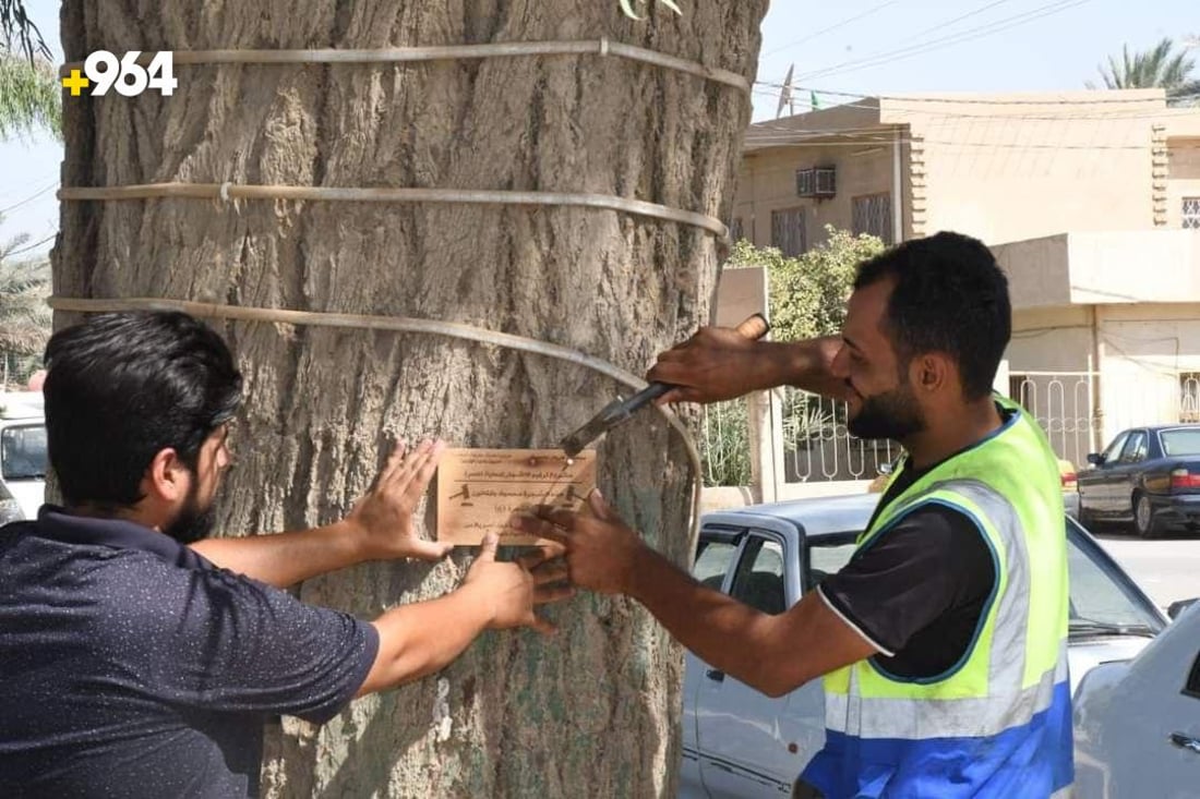 صور: طويريج تضع حراساً على 75 شجرة معمرة لحمايتها من الحطابين