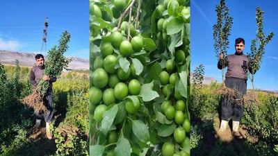 جوتیارێک هەڵوژەی ترشی هێنا و نەمامی کوردی لێ دروستکرد