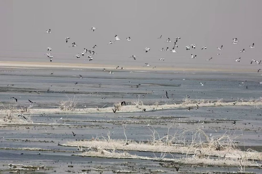 طيور مستوطنة تحط في بحر النجف والبيئة توثق “أبو المغازل” (صور)