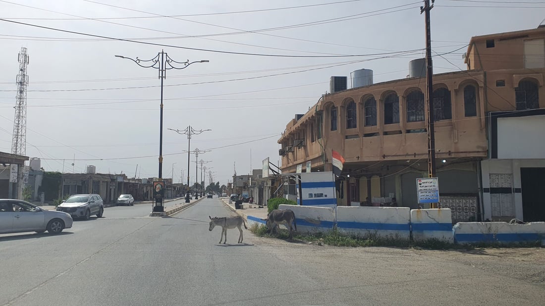 صور: خشية من تسرب لحمها للمطاعم.. حمير وبغال “تجتاح” شوارع تلعفر