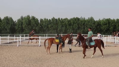 فيديو: إسطبل في الزبير يكاثر الخيول الأصيلة ويدفع بفرسان العائلة إلى بطولات العراق