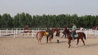 فيديو: إسطبل في الزبير يكاثر الخيول الأصيلة ويدفع بفرس...