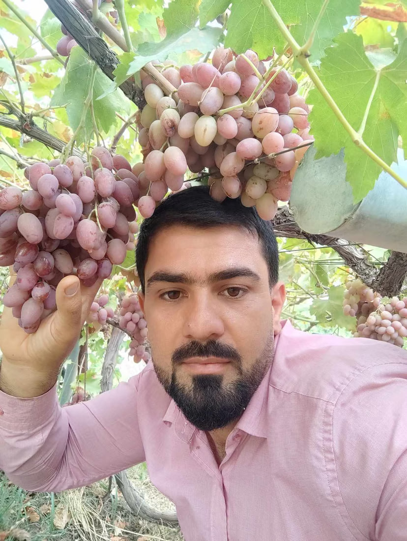 مزارع من السليمانية يجرّب.. أرسل أشجار عنب وتين محلية إلى تركيا وكندا (صور)