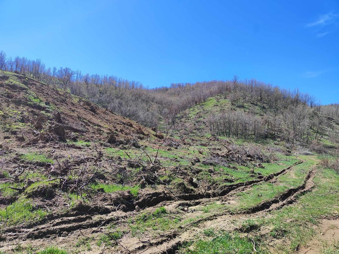 له‌ پێنجوێن رووبەرێکی فراوانی دارستان لەناو بران