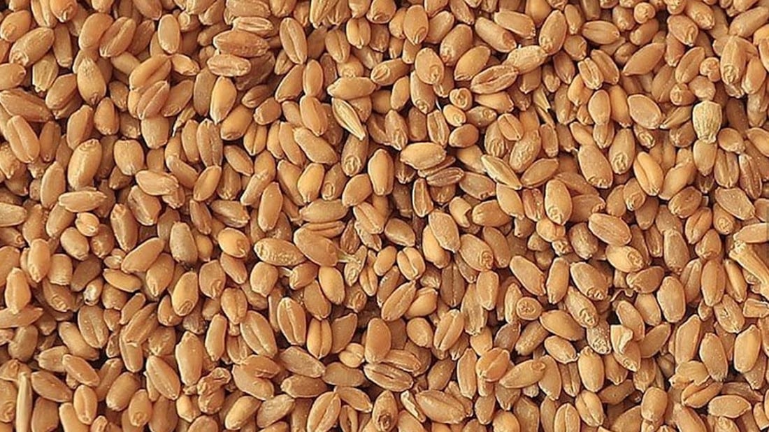 لە نۆ پارێزگای عێراق پرۆسەی وەرگرتنی گەنم دەستیپێکردووە