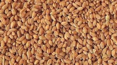 لە نۆ پارێزگای عێراق پرۆسەی وەرگرتنی گەنم دەستیپێکردووە