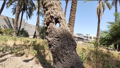 Tuz Khurmatu’s last date orchard struggles as disease threatens local industry