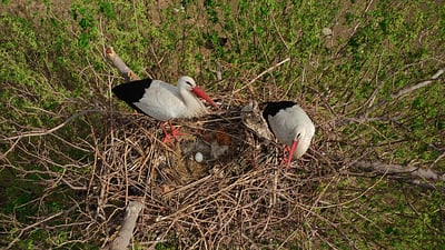 لەقلەقەکانی گردەسپیان گوندەکە بە زێدی خۆیان دەزانن