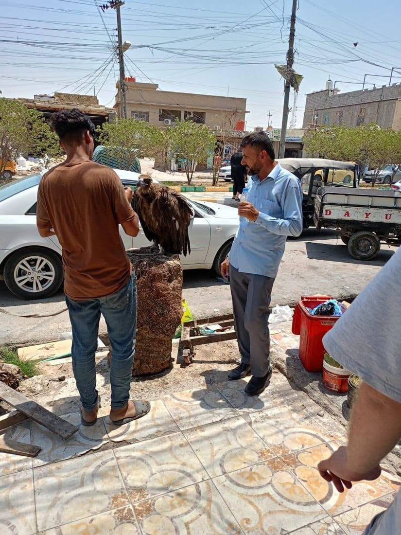 تحرك حكومي سريع لإنقاذ نسر مهدد بالانقراض في الرفاعي (صور)