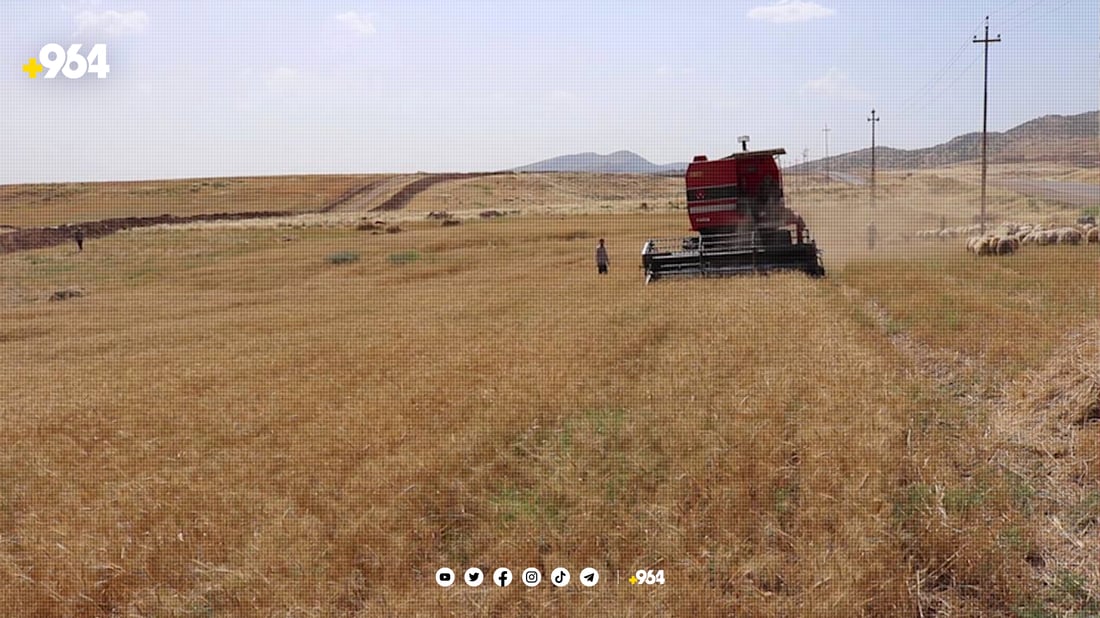 سایلۆی شێخان بەم هەینییەش گەنم وەردەگرێت