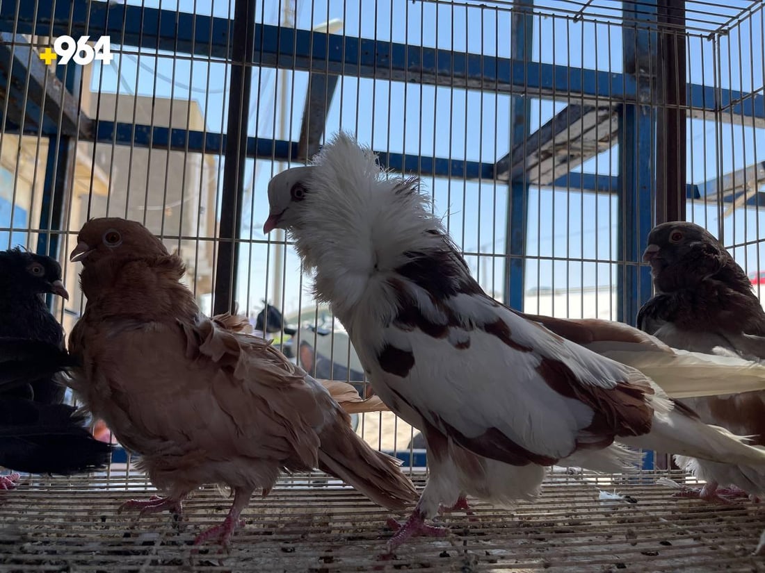 صور: الببغاء الإيراني والباكستاني بأعلى الأسعار في القرنة.. المسابقات أشعلت السوق