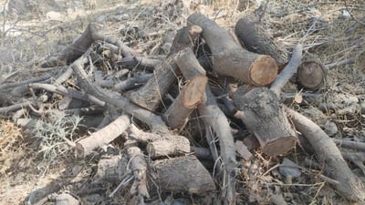 داربڕینەوە و ئاگركردنەوە وائاسان نییە و دەبێت باجەكەی بدەیت