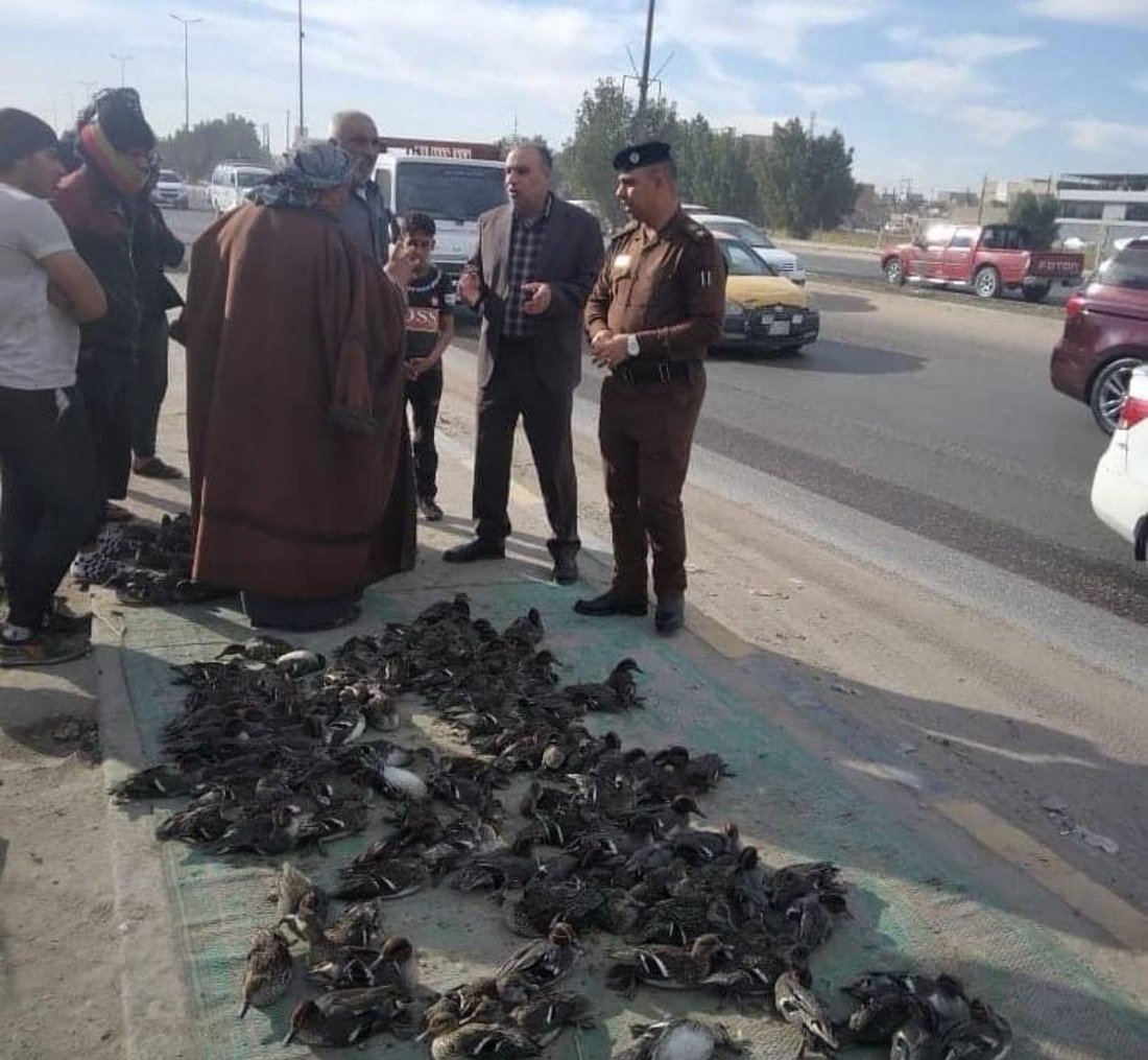 صور: النجف تحرر المئات من طيور “أبو بسيلة”.. والصيادون: لكنه طبق شتوي لذيذ!