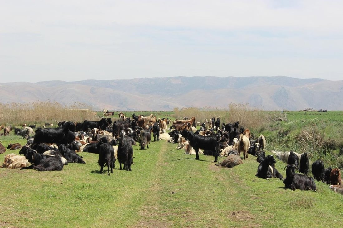 ماوەی دووگیانبوونی ئاژەڵان و هۆكارەكانی لە 964وە بزانە