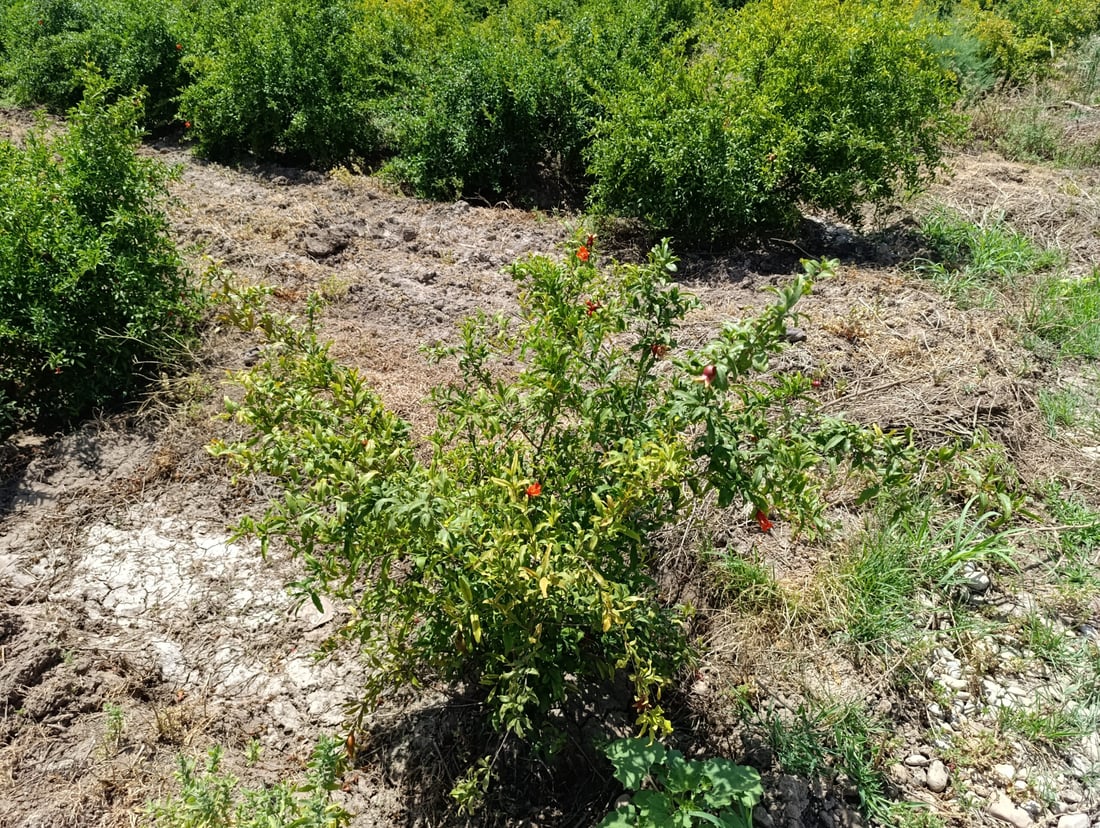 باخە هەنارەکانى هەڵەبجە نەخۆشن