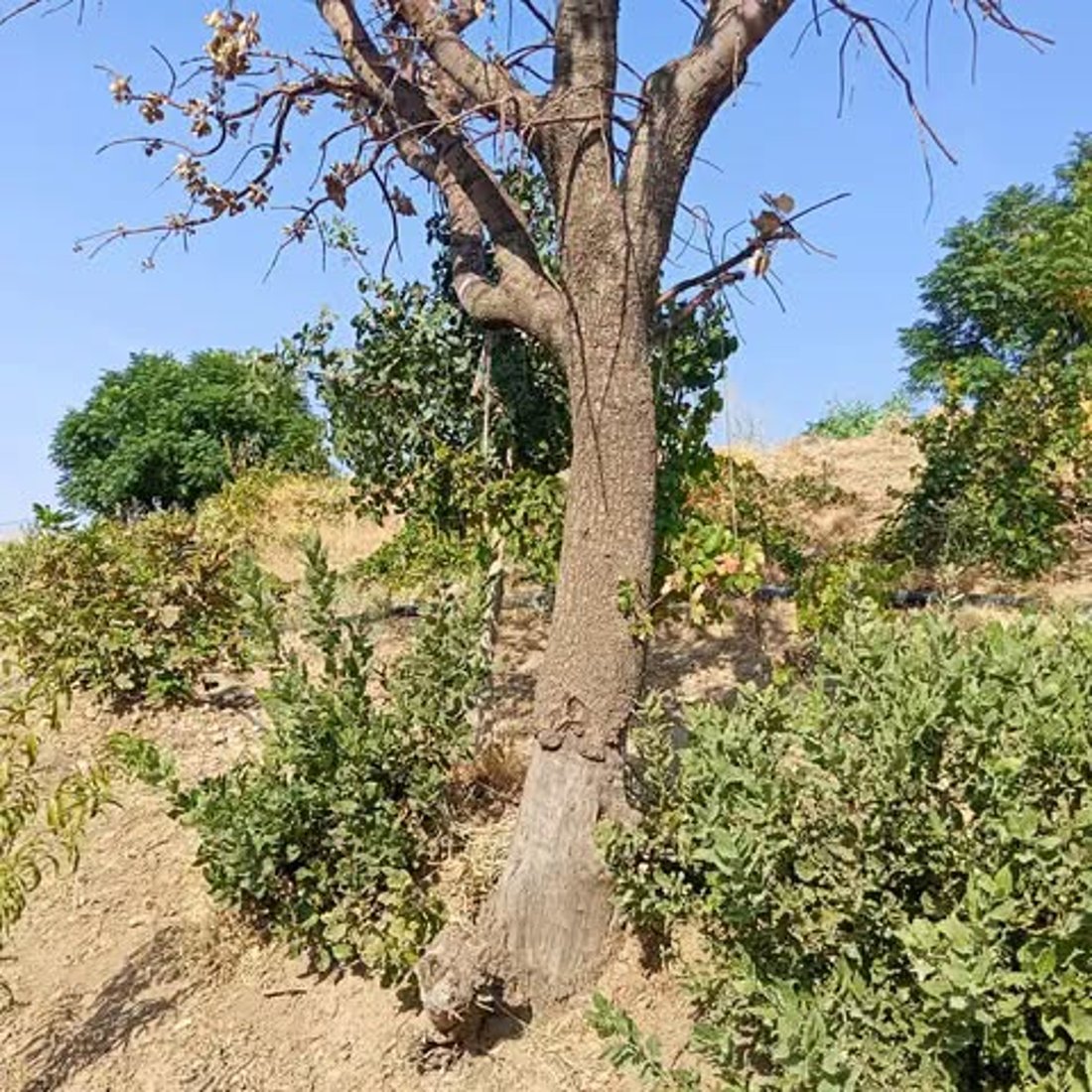 کۆمەڵێک داربەڕووی سەوز و جوانی وشک کرد؛ گیرا