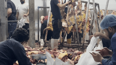 سەربڕینى ئاژەڵ لە سەربڕخانەى هەولێر کەمی کردووە