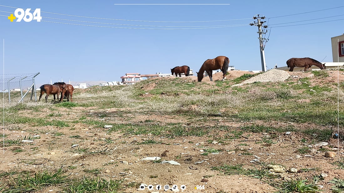 هەر سەگ نا، به‌كره‌جۆ به‌ده‌ست ئه‌سپ و مانگاش گرفتاره‌